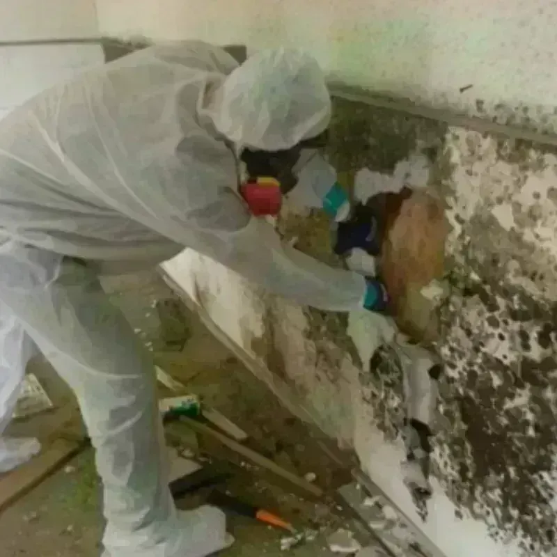 Mold Remediation and Removal in Mecca, CA